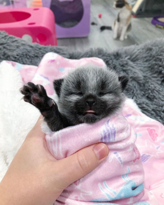 Illustration de l'article : 20 photos de Janie, chaton miraculé au magnifique pelage argenté