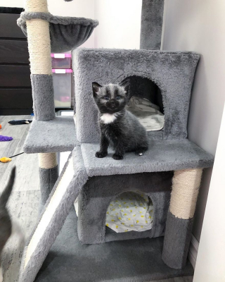 Illustration de l'article : 20 photos de Janie, chaton miraculé au magnifique pelage argenté