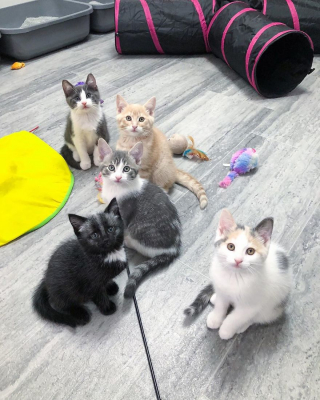 Illustration de l'article : 20 photos de Janie, chaton miraculé au magnifique pelage argenté