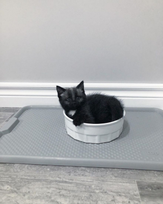 Illustration de l'article : 20 photos de Janie, chaton miraculé au magnifique pelage argenté