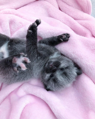 Illustration de l'article : 20 photos de Janie, chaton miraculé au magnifique pelage argenté