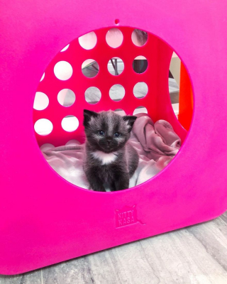 Illustration de l'article : 20 photos de Janie, chaton miraculé au magnifique pelage argenté