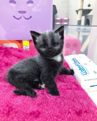 Illustration de l'article : 20 photos de Janie, chaton miraculé au magnifique pelage argenté