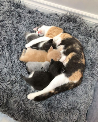 Illustration de l'article : 20 photos de Janie, chaton miraculé au magnifique pelage argenté