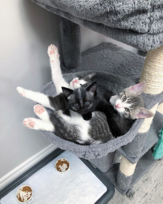 Illustration de l'article : 20 photos de Janie, chaton miraculé au magnifique pelage argenté