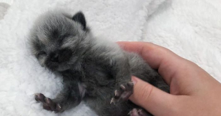 Illustration de l'article : 20 photos de Janie, chaton miraculé au magnifique pelage argenté