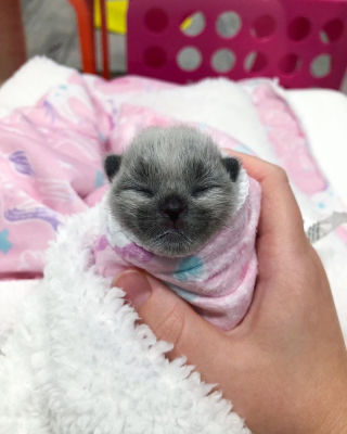 Illustration de l'article : 20 photos de Janie, chaton miraculé au magnifique pelage argenté