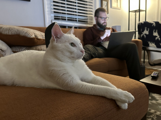 Illustration de l'article : Maltraité par les chats errants de sa colonie, ce félin en a gardé des séquelles et cherche une famille sans congénères