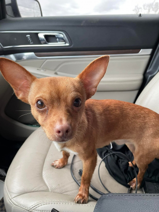 Illustration de l'article : Une femme intervient apr&egrave;s avoir aper&ccedil;u un homme en train d&rsquo;&eacute;trangler son chiot