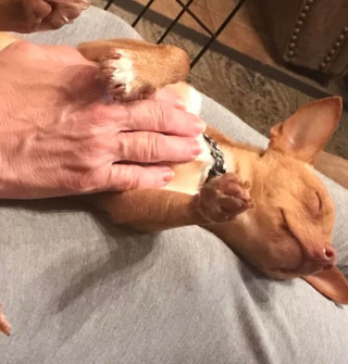 Illustration de l'article : Une femme intervient apr&egrave;s avoir aper&ccedil;u un homme en train d&rsquo;&eacute;trangler son chiot