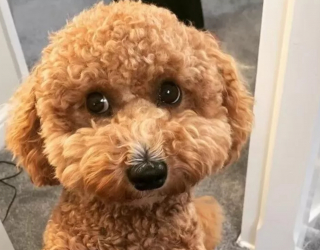 Illustration de l'article : Un chien perdu grimpe à bord d’un taxi et parcourt 160 kilomètres pendant que sa propriétaire le recherche