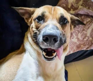 Illustration de l'article : Un couple sauve un chien abandonné et se retrouve étonnamment lié à lui