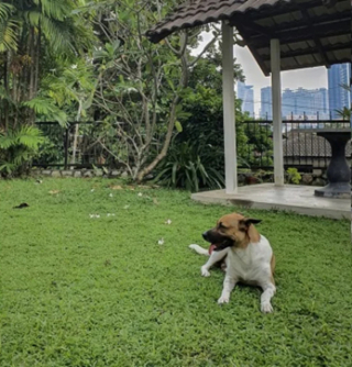 Illustration de l'article : Un couple sauve un chien abandonné et se retrouve étonnamment lié à lui