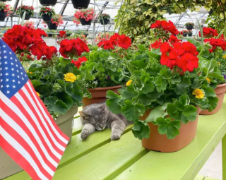 Illustration de l'article : 14 photos de chats ayant pris possession du jardin pour y régner sans partage