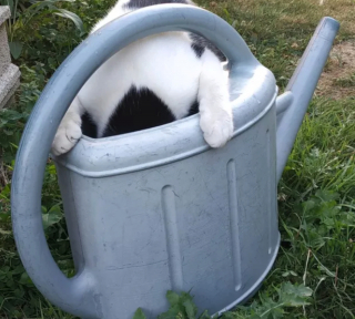Illustration de l'article : 14 photos de chats ayant pris possession du jardin pour y régner sans partage