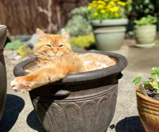 Illustration de l'article : 14 photos de chats ayant pris possession du jardin pour y régner sans partage