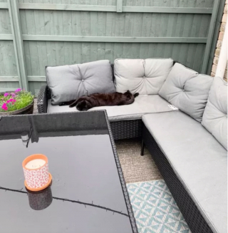 Illustration de l'article : 14 photos de chats ayant pris possession du jardin pour y régner sans partage