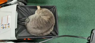 Illustration de l'article : 14 photos de chats ayant pris possession du jardin pour y régner sans partage