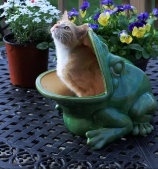 Illustration de l'article : 14 photos de chats ayant pris possession du jardin pour y régner sans partage