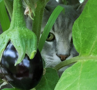 Illustration de l'article : 14 photos de chats ayant pris possession du jardin pour y régner sans partage