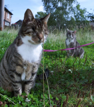 Illustration de l'article : 14 photos de chats ayant pris possession du jardin pour y régner sans partage