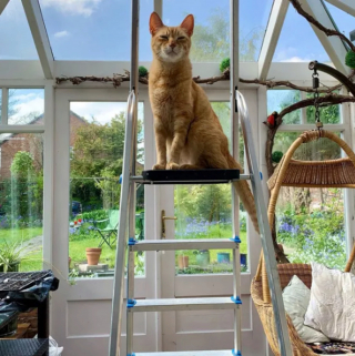 Illustration de l'article : 14 photos de chats ayant pris possession du jardin pour y régner sans partage