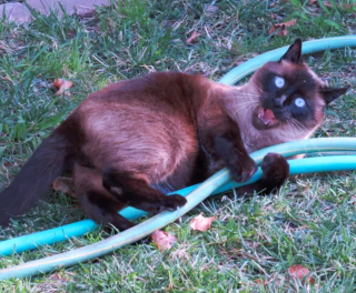 Illustration de l'article : 14 photos de chats ayant pris possession du jardin pour y régner sans partage