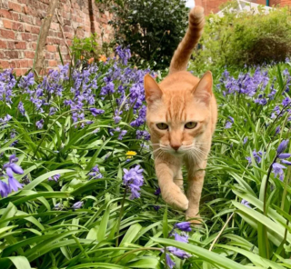 Illustration de l'article : 14 photos de chats ayant pris possession du jardin pour y régner sans partage