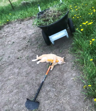 Illustration de l'article : 14 photos de chats ayant pris possession du jardin pour y régner sans partage
