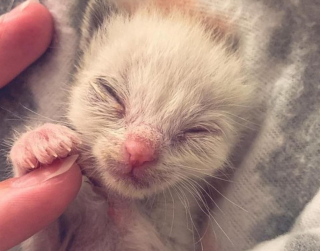 Illustration de l'article : Rejeté par sa mère, ce chaton à la santé fragile se bat pour survivre (vidéo)