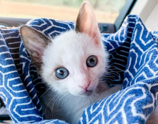 Illustration de l'article : Rejeté par sa mère, ce chaton à la santé fragile se bat pour survivre (vidéo)