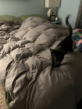 Illustration de l'article : &laquo; Ellie a &eacute;t&eacute; d&eacute;pos&eacute;e pour avoir voulu trop de c&acirc;lins &raquo; : l&rsquo;histoire de cette chatte mobilise la toile