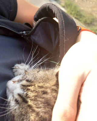 Illustration de l'article : En quittant son travail en retard, cette femme croise un chaton errant et change sa vie