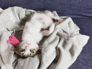 Illustration de l'article : En quittant son travail en retard, cette femme croise un chaton errant et change sa vie