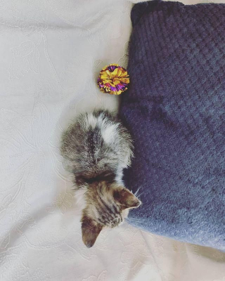 Illustration de l'article : En quittant son travail en retard, cette femme croise un chaton errant et change sa vie