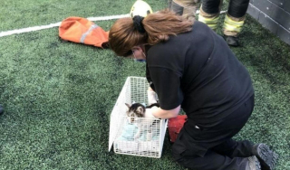 Illustration de l'article : Les pompiers sont appelés pour secourir une chatte coincée sur un toit, ses propriétaires la cherchaient depuis 1 mois