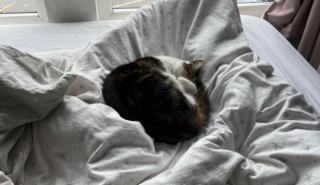 Illustration de l'article : Les pompiers sont appelés pour secourir une chatte coincée sur un toit, ses propriétaires la cherchaient depuis 1 mois