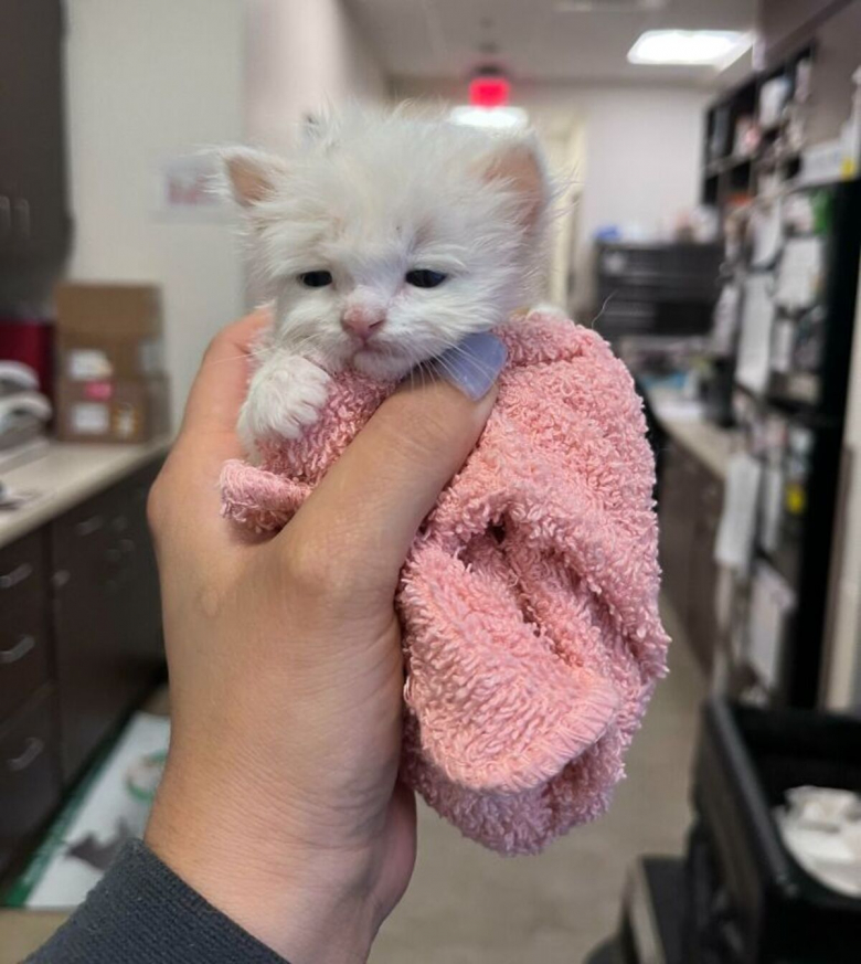 https://www.pets-dating.com/assets/ckeditor/2023/jun/actualities/2138/xl/63529ba554602_veterinarian-job-moments.jpg