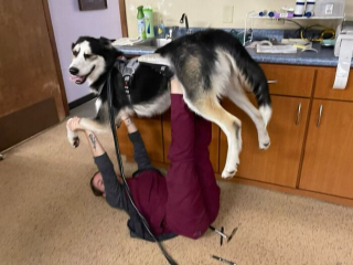 Illustration de l'article : 20 photos drôles et touchantes illustrant la relation unique qui existe entre animaux et vétérinaires