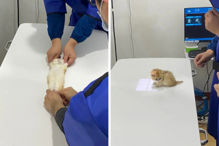 Illustration de l'article : 20 photos drôles et touchantes illustrant la relation unique qui existe entre animaux et vétérinaires