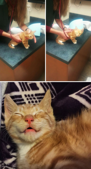 Illustration de l'article : 20 photos drôles et touchantes illustrant la relation unique qui existe entre animaux et vétérinaires