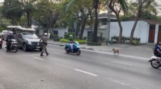 Illustration de l'article : Un policier arrête toutes les voitures pour assurer la traversée sécurisée de 2 chiens errants (vidéo)