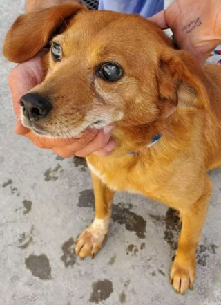 Illustration de l'article : Un chien sans yeux rebutait de nombreux adoptants, mais a touché la famille Chulack