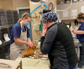 Illustration de l'article : 40 chats dont plusieurs nouveau-nés ont été retrouvés entassés sous le même toit par une association