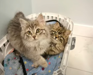 Illustration de l'article : Le courageux parcours d'un chaton rescapé qui a appris à faire confiance aux humains après 20 jours seul dans la nature