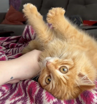 Illustration de l'article : Le courageux parcours d'un chaton rescapé qui a appris à faire confiance aux humains après 20 jours seul dans la nature