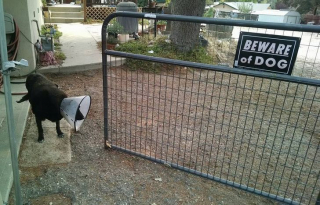 Illustration de l'article : 12 chiens censés être de redoutables gardiens mais qui ne pensent qu'à être adorables