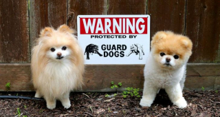 Illustration de l'article : 12 chiens censés être de redoutables gardiens mais qui ne pensent qu'à être adorables