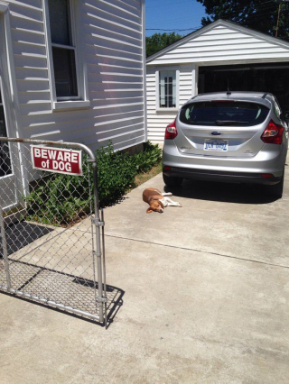 Illustration de l'article : 12 chiens censés être de redoutables gardiens mais qui ne pensent qu'à être adorables