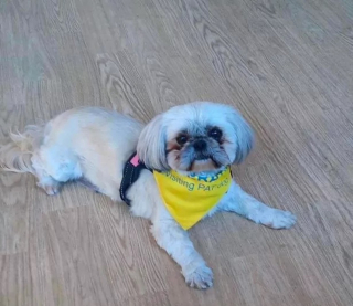 Illustration de l'article : La thérapie canine en action : comment Minnie la Shih Tzu aide les patients à lutter contre la dépression